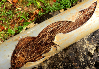 Broken drain pipe filled with roots and debris